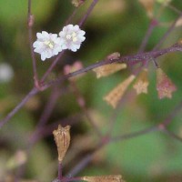 Boerhavia erecta L.